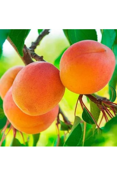 Абрикос Харгранд пізній | Абрикос Харгранд поздний | Prunus armeniaca Hargrand